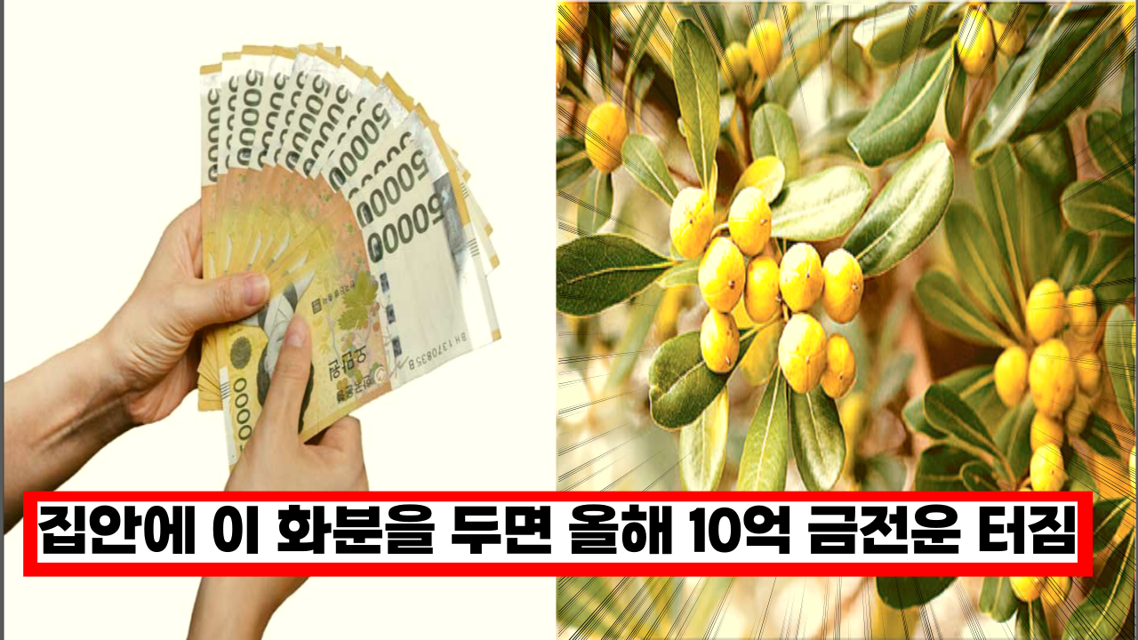  '지금 당장 바꾸세요'  집안에 두면, 올해 10억 금전운을 높여주는 화분 5가지