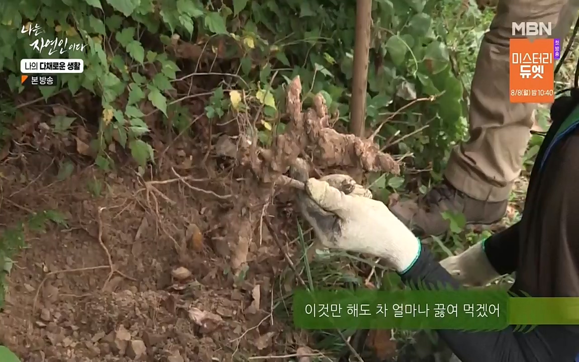 나는 자연인이다.E513.220804p-NEXT.mp4_20220804_202004.244.jpg