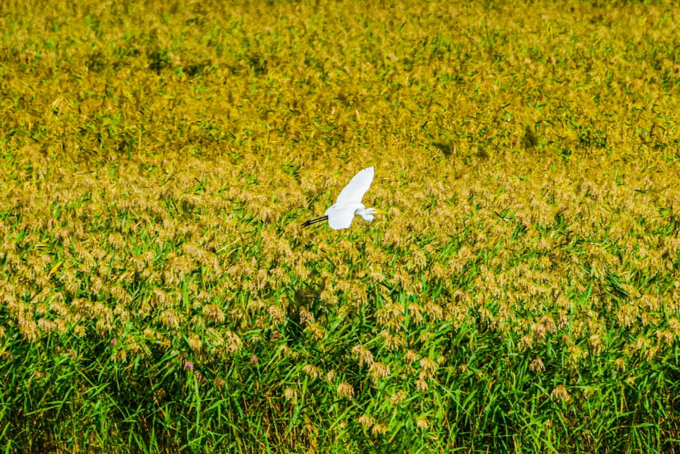 거제 오수마을 갈대밭 가을이 찾아온 거제 오수마을 갈대밭 가을이 찾아온