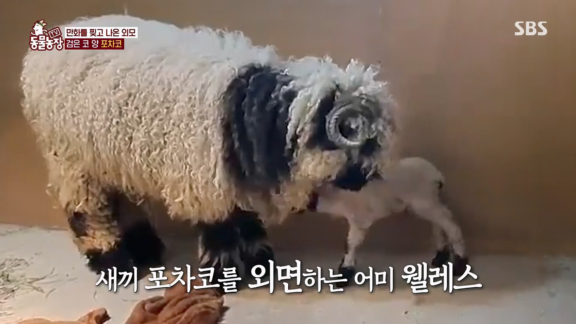 TV 동물농장.E1119.230507p.H264-F1RST.mp4_20230507_135922.220.jpg