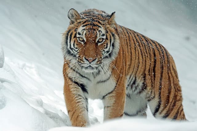 한글의 호랑이와 영어의 tiger, 개와 dog의 어원적 이야기