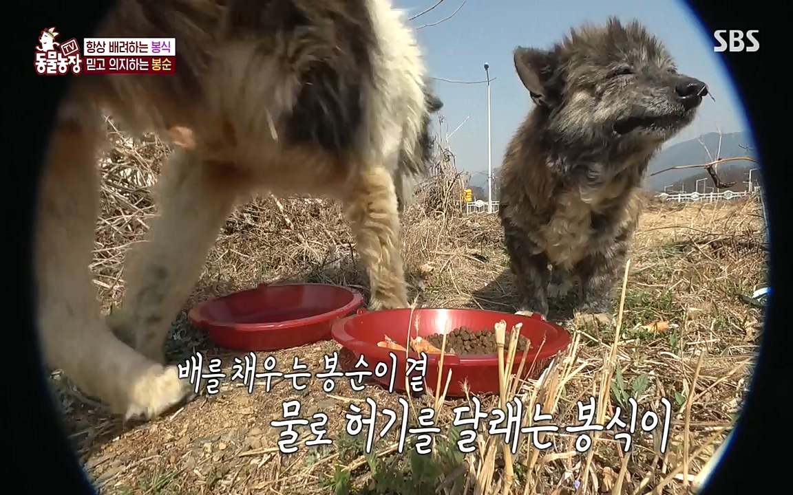 TV 동물농장.E1070.220523p-NEXT.mp4_20220522_182034.837.jpg