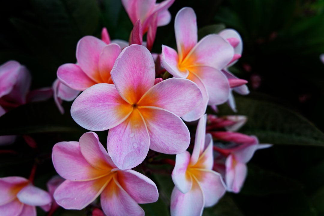 Frangipani