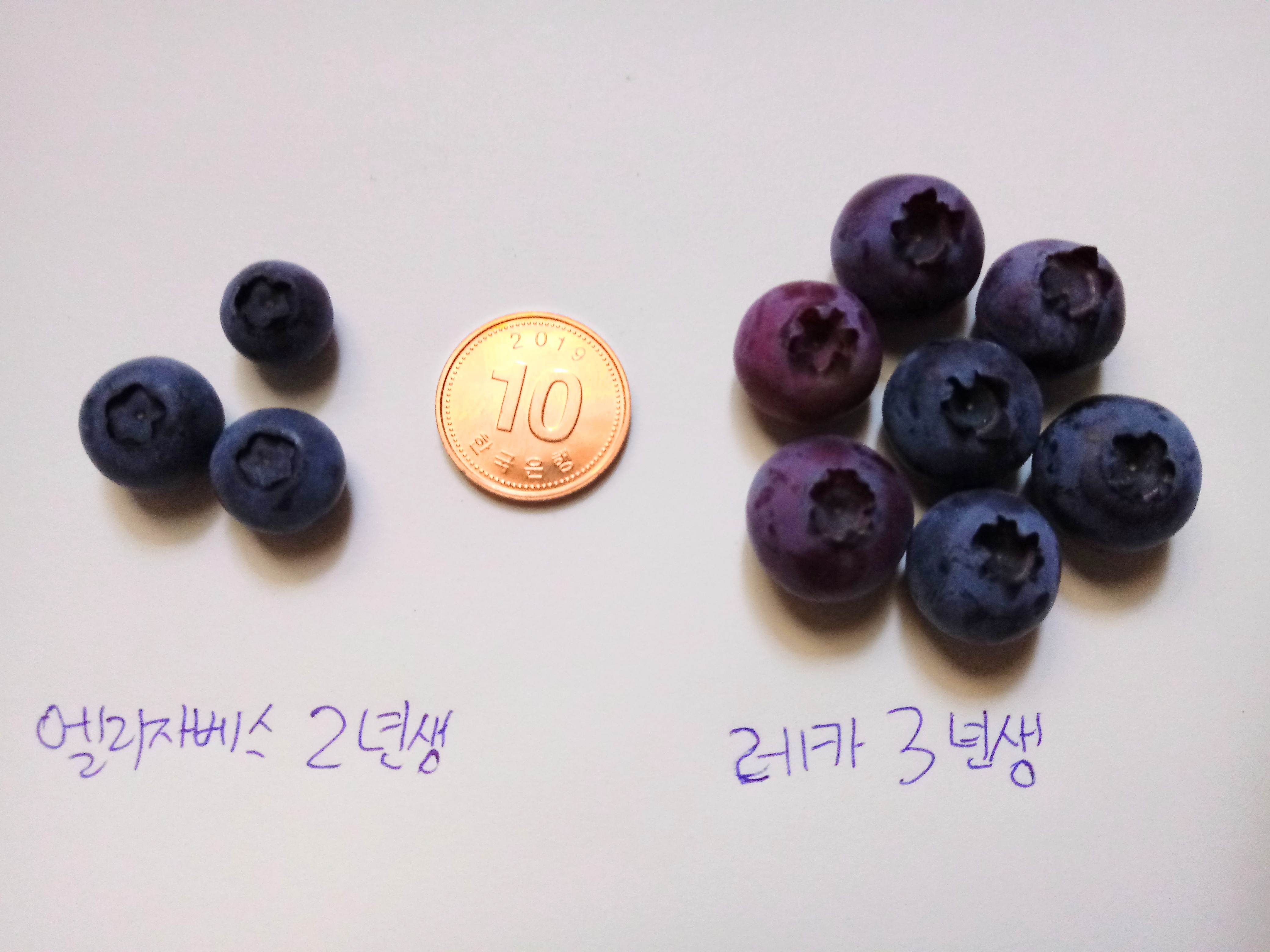 블루베리 (레카,엘리자베스)