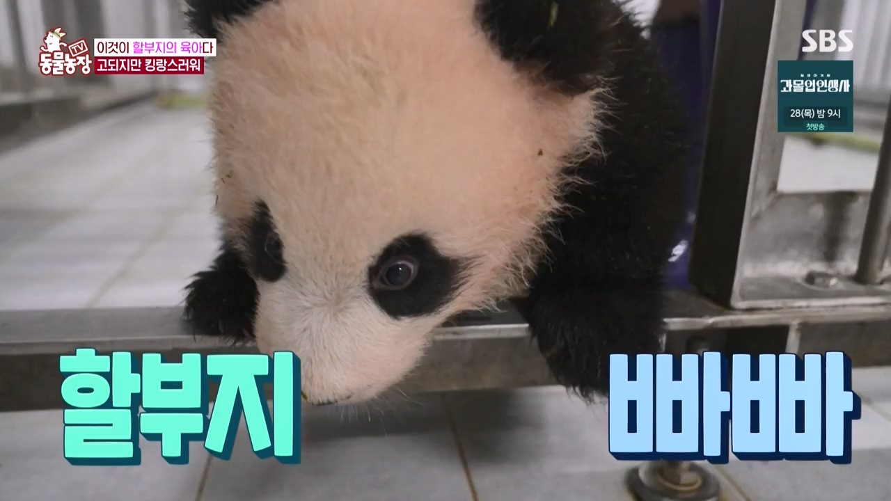 TV 동물농장.E1150.231218p-NEXT.mp4_20231217_171349.862.jpg