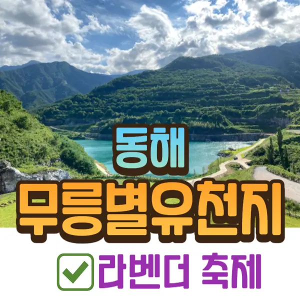 동해 무릉별유천지 라벤더 축제