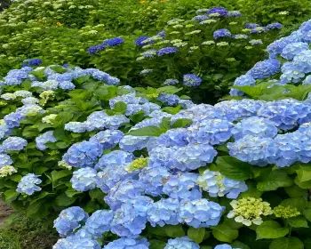 장생포 수국축제_28