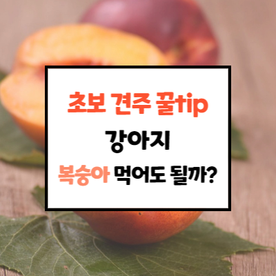  강아지 복숭아 먹어도 되나요? 초보견주 꿀tips
