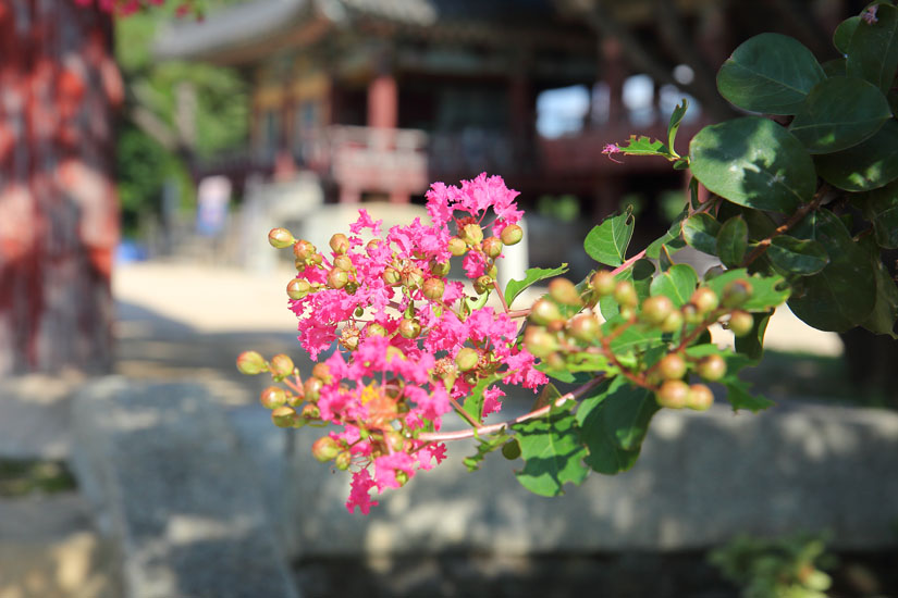 영남루 배롱나무꽃