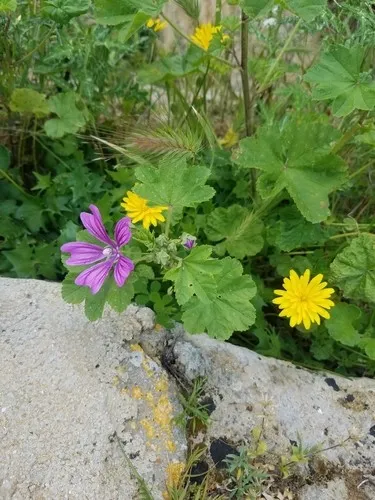 당아욱