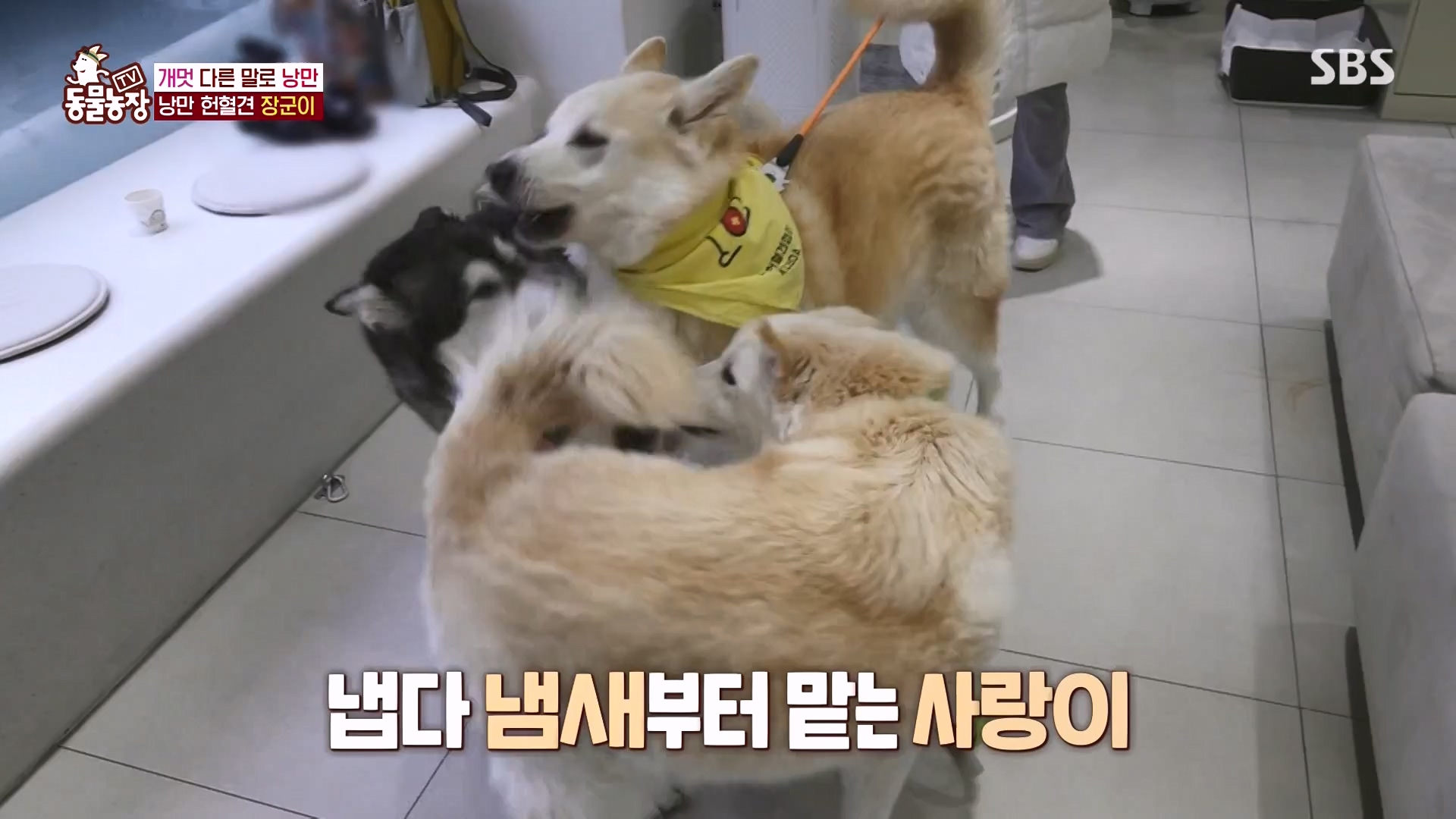 TV 동물농장.E1166.240407p-NEXT.mp4_20240407_164458.897.jpg