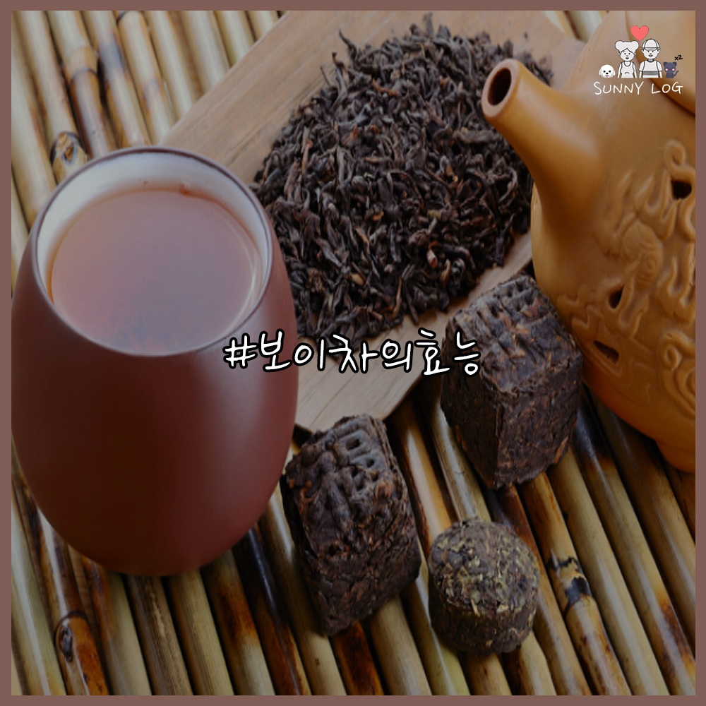  보이차의 효능 싹 다 모아왔어요
