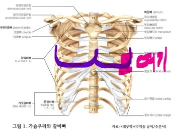 왼쪽 갈비뼈 통증 원인 대처방법_11