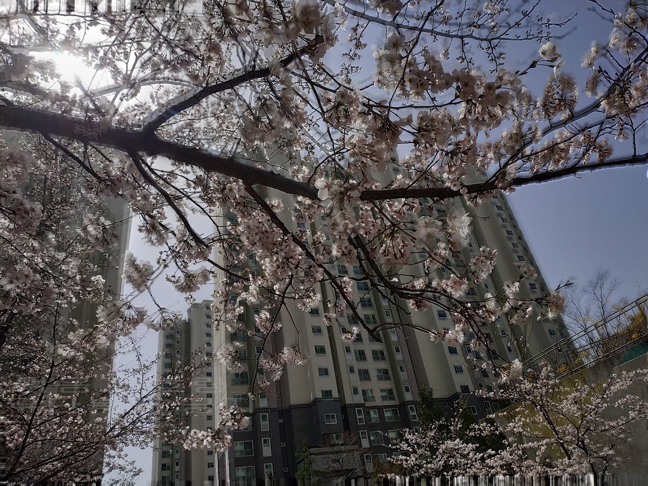 아파트 사이에 핀 벚꽃
