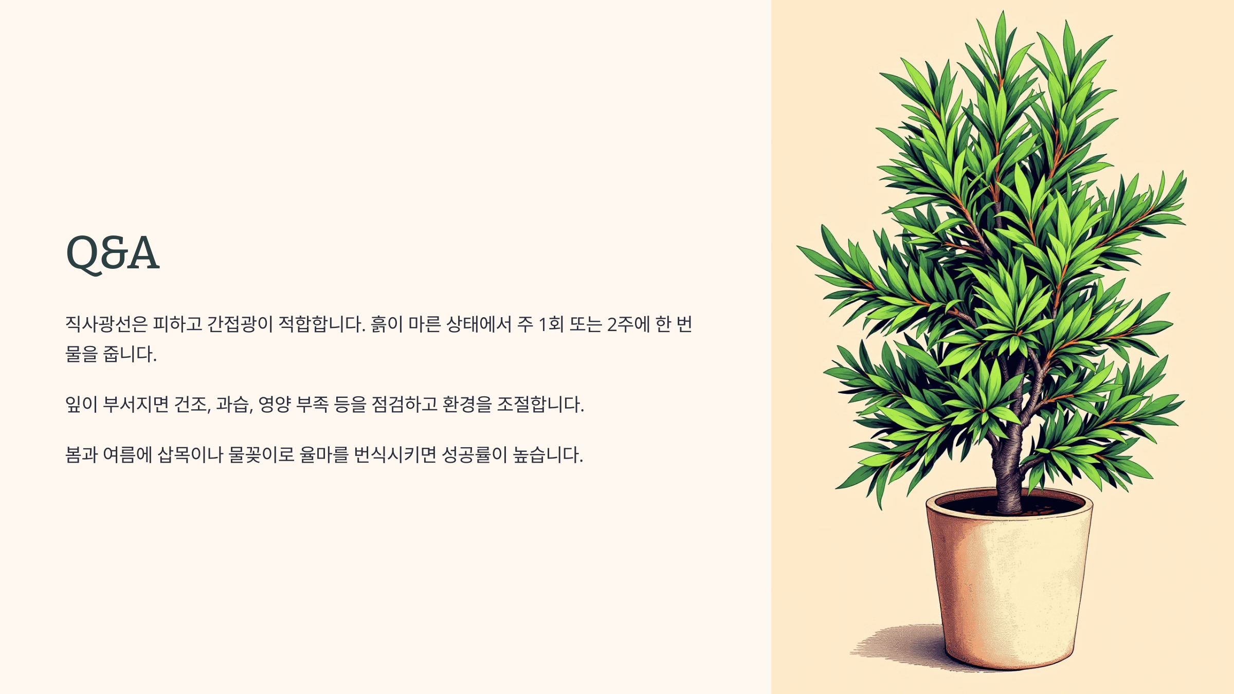 율마와 관련된 사진입니다.