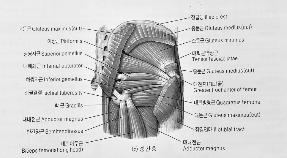 둔부 근육