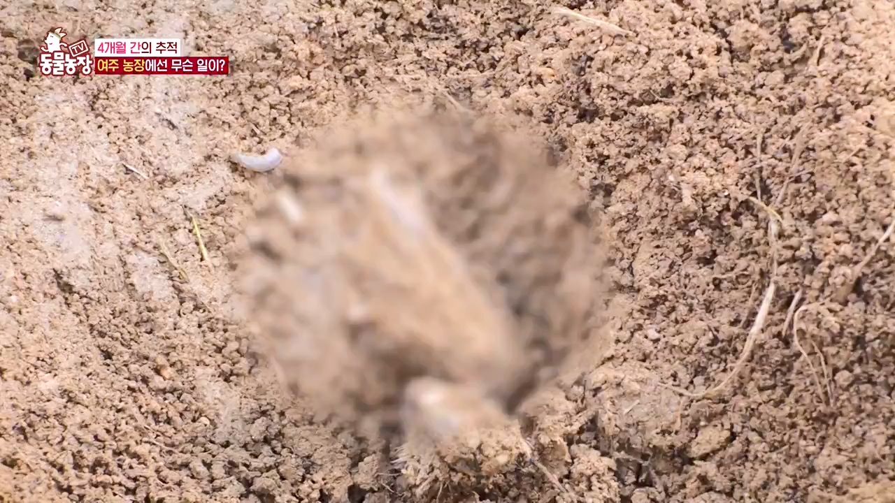 TV 동물농장.E1122.230529p-NEXT.mp4_20230528_170300.600.jpg