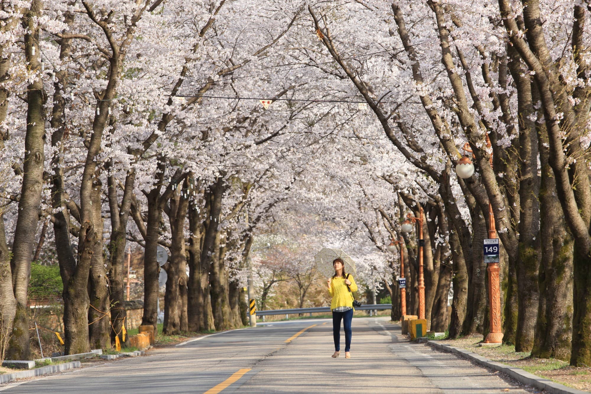 전국에서 가장 늦게 피는 &quot;벚꽃엔딩&quot;은? ❘마이산 벚꽃 여행