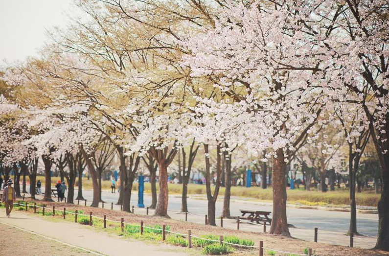 인천대공원 벚꽃 (출처 : 인천광역시 인천의공원)