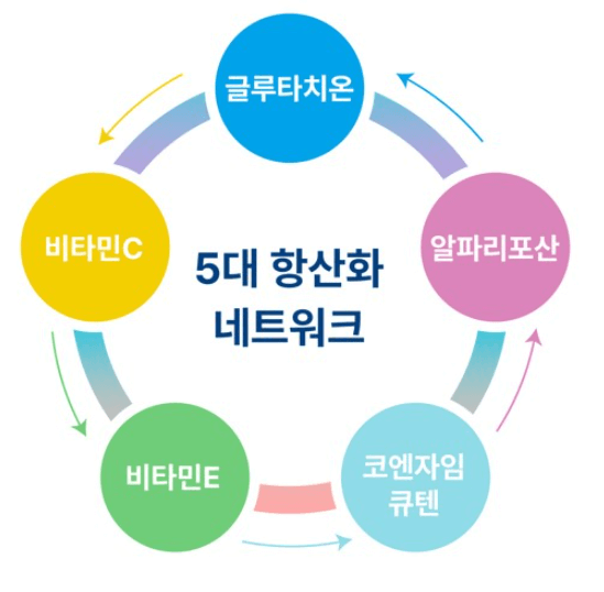 항산화-네트워크-5가지-사진