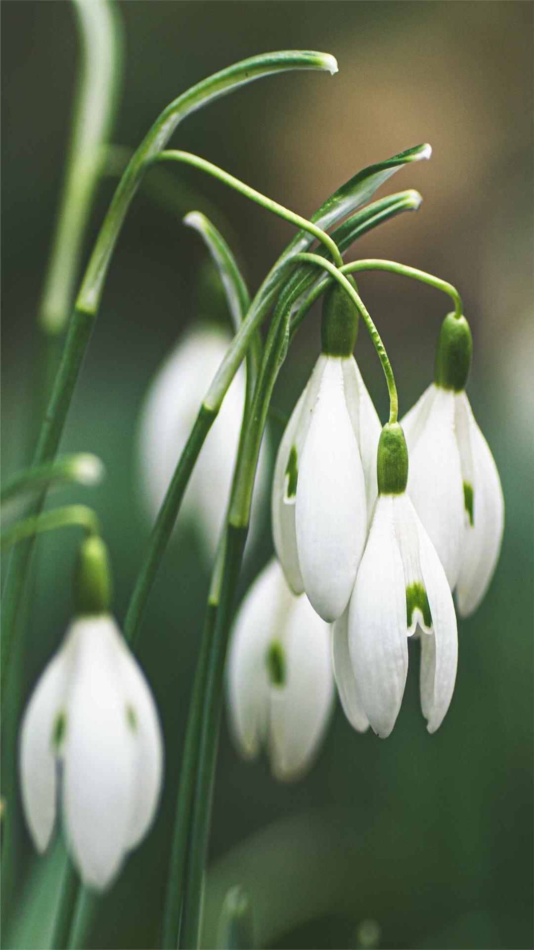 Snowdrop Flower iPhone Wallpaper