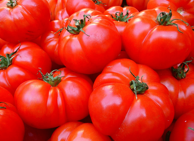 잘익은-붉은-토마토-사진