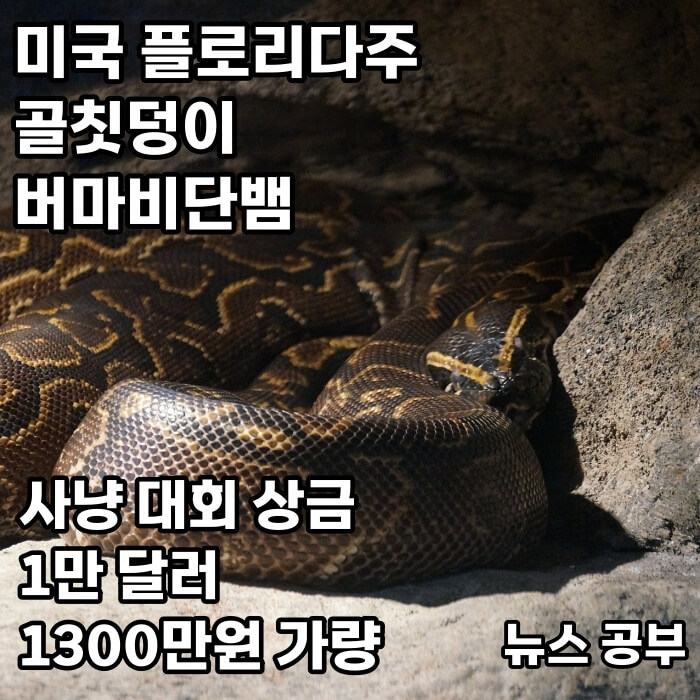 버마비단뱀 이미지 - 뉴스공부 230316