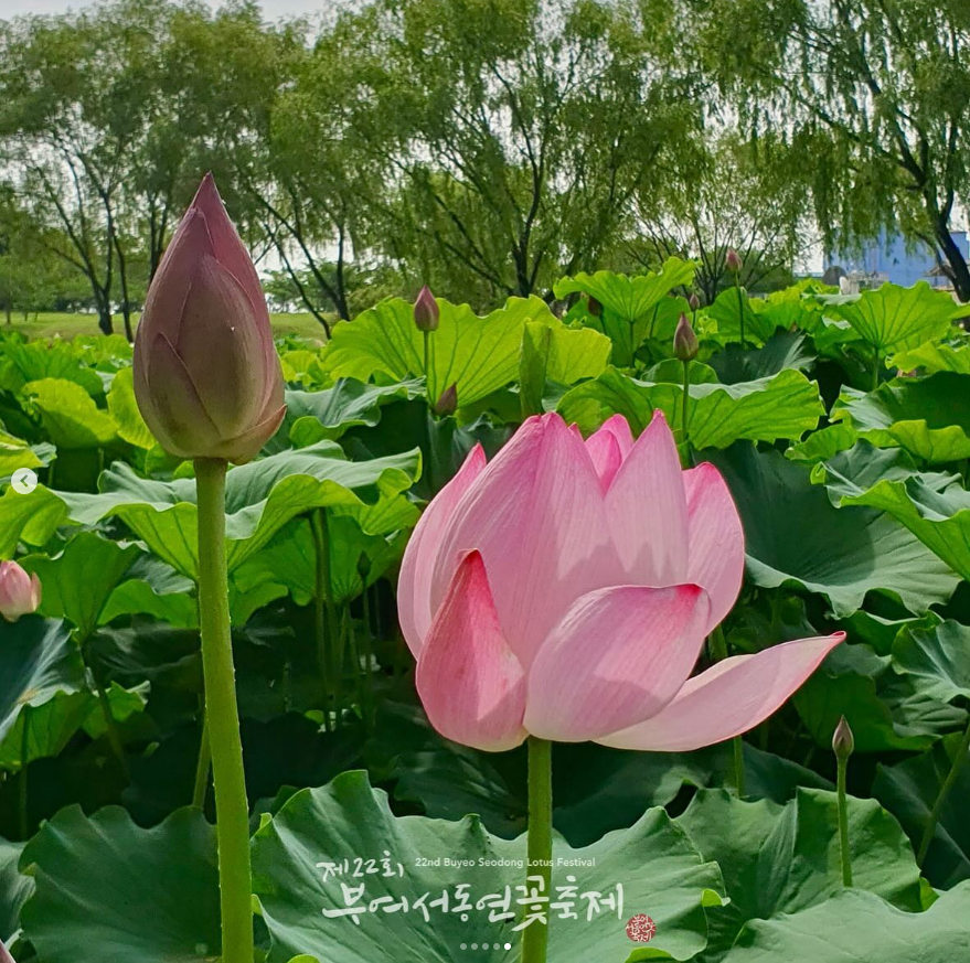 부여서동연꽃축제