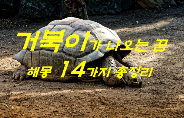  거북이꿈 해몽 14가지 총정리