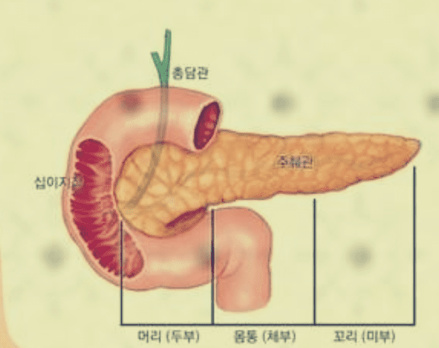 췌장장기를-해부도로-표시한-그림