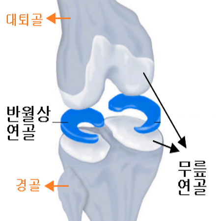무릎 대퇴골, 경골, 반월상 연골, 무릎 연골의 위치