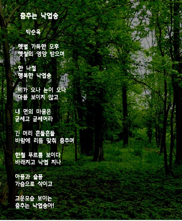  시인 박순옥의 "춤추는 낙엽송아"