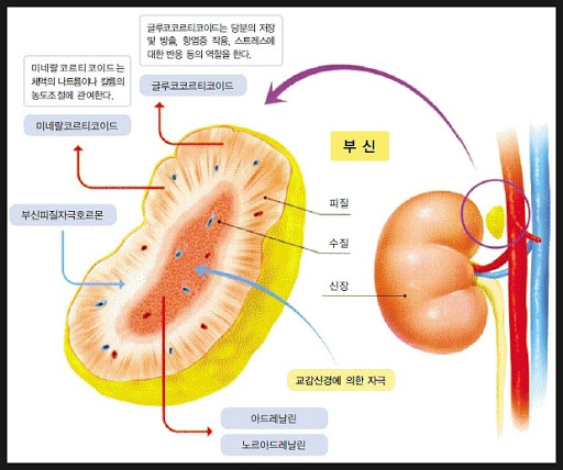 아드레날린 이미지