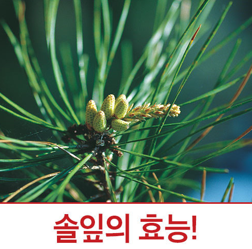 솔잎 효능 솔잎차 솔잎가루 효능