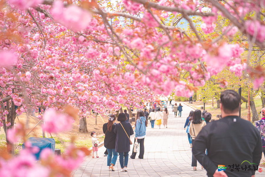 경주 – 역사와 봄이 만나는 곳