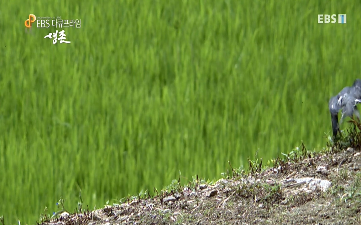생존 3부_ EBS 다큐프라임_ 220629.avi_20220701_205921.930.jpg