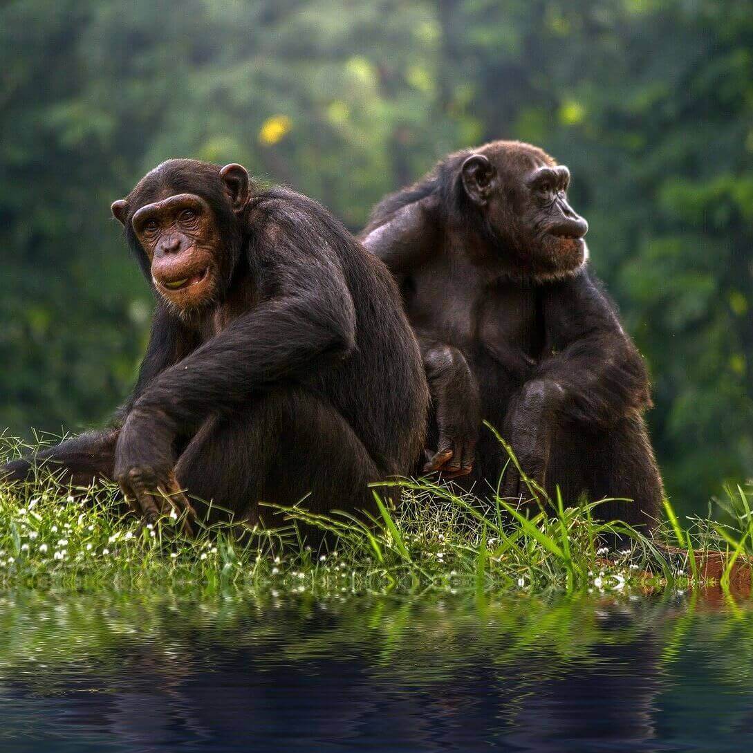 두마리의 침팬지가 풀 위에 앉아있는 모습