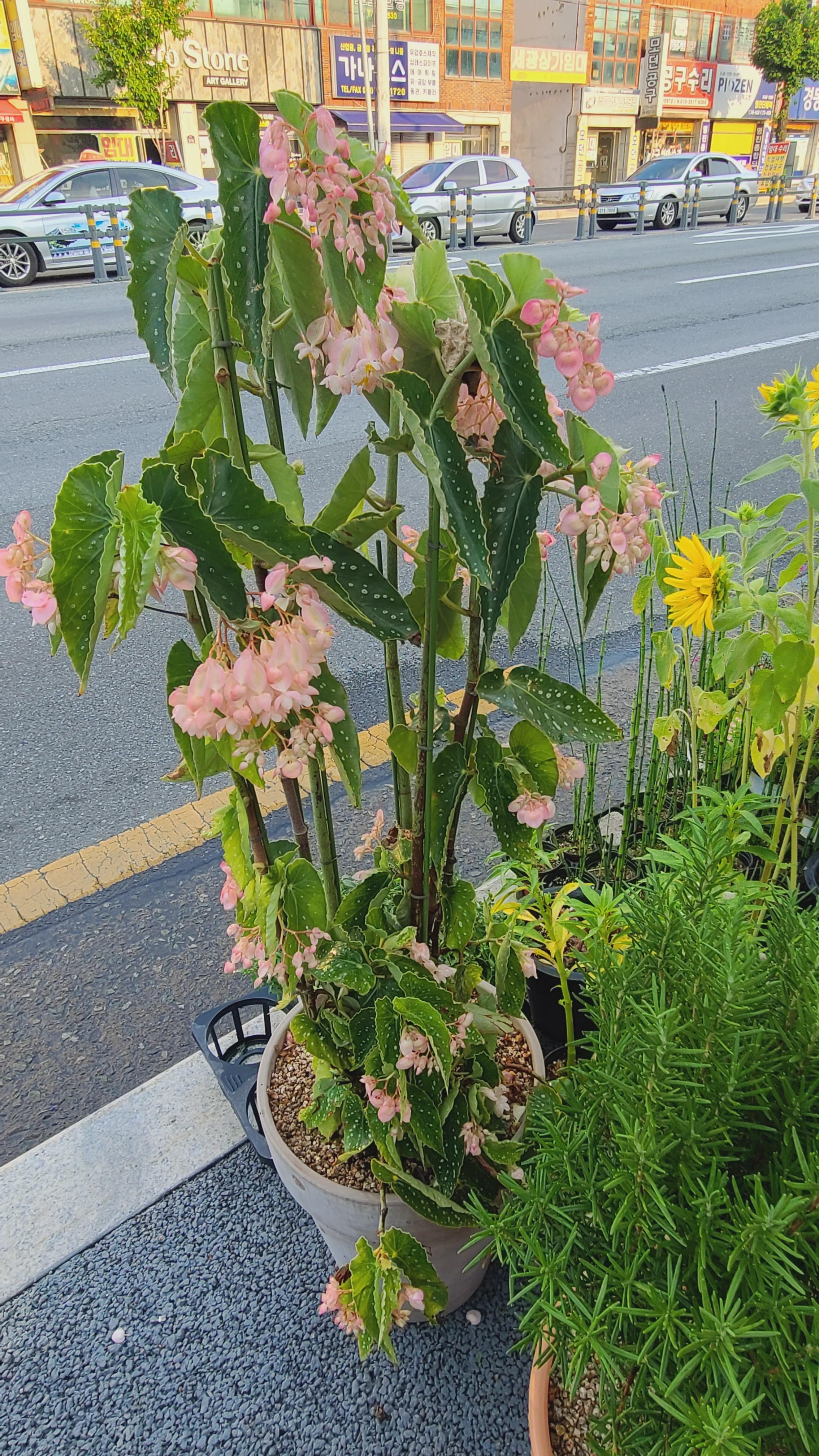 경주에 있는 꽃집 앞에 크게 자라난 소요카제 모습 