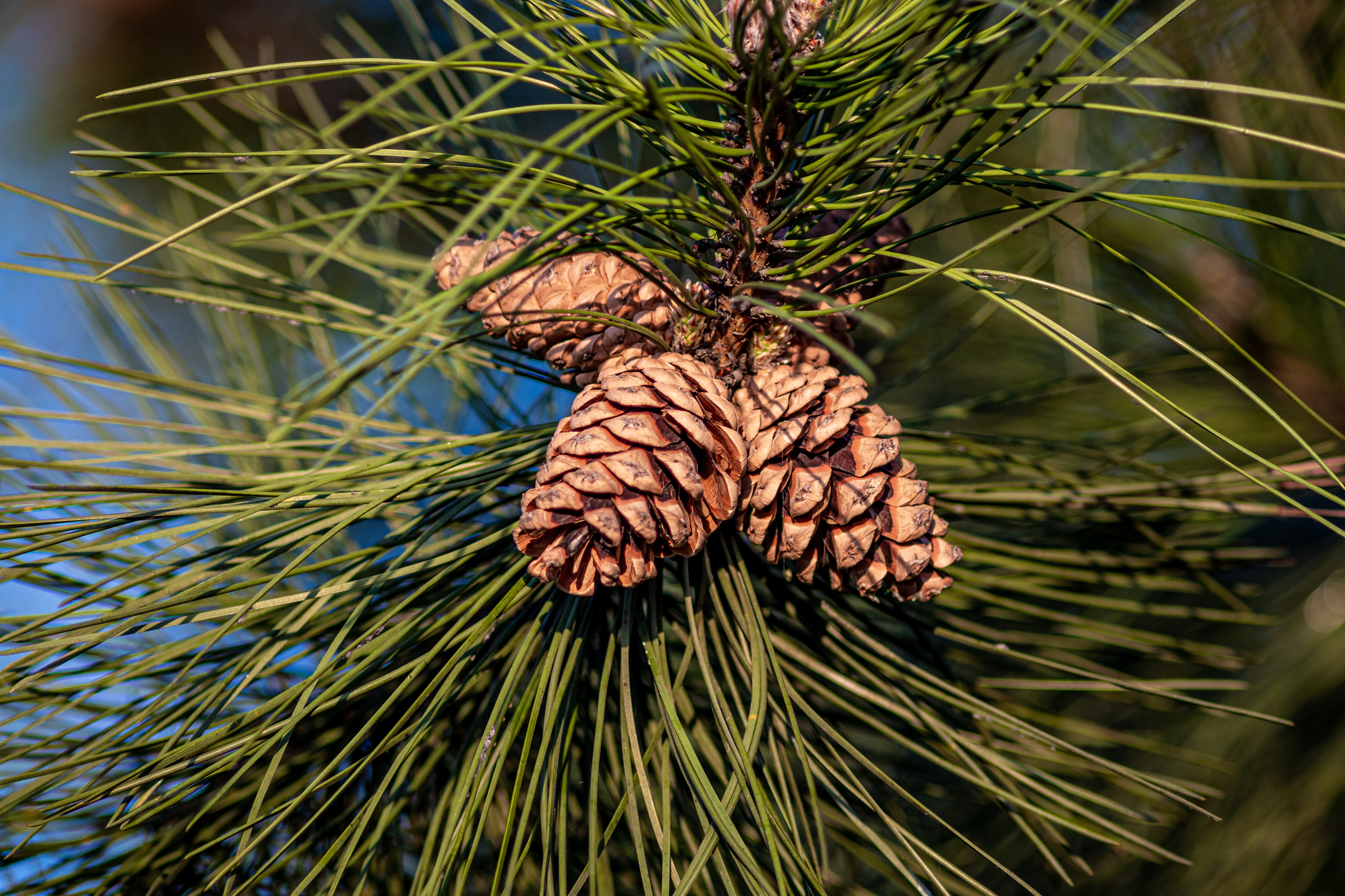 솔잎과 솔방울을 확대하여 찍은 사진. (closeup-shot-pine-cones-hanging-tree)