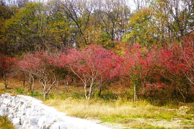 단풍나무처럼 보이는 붉은 열매 무수히 달린 산수유나무 숲&#44;