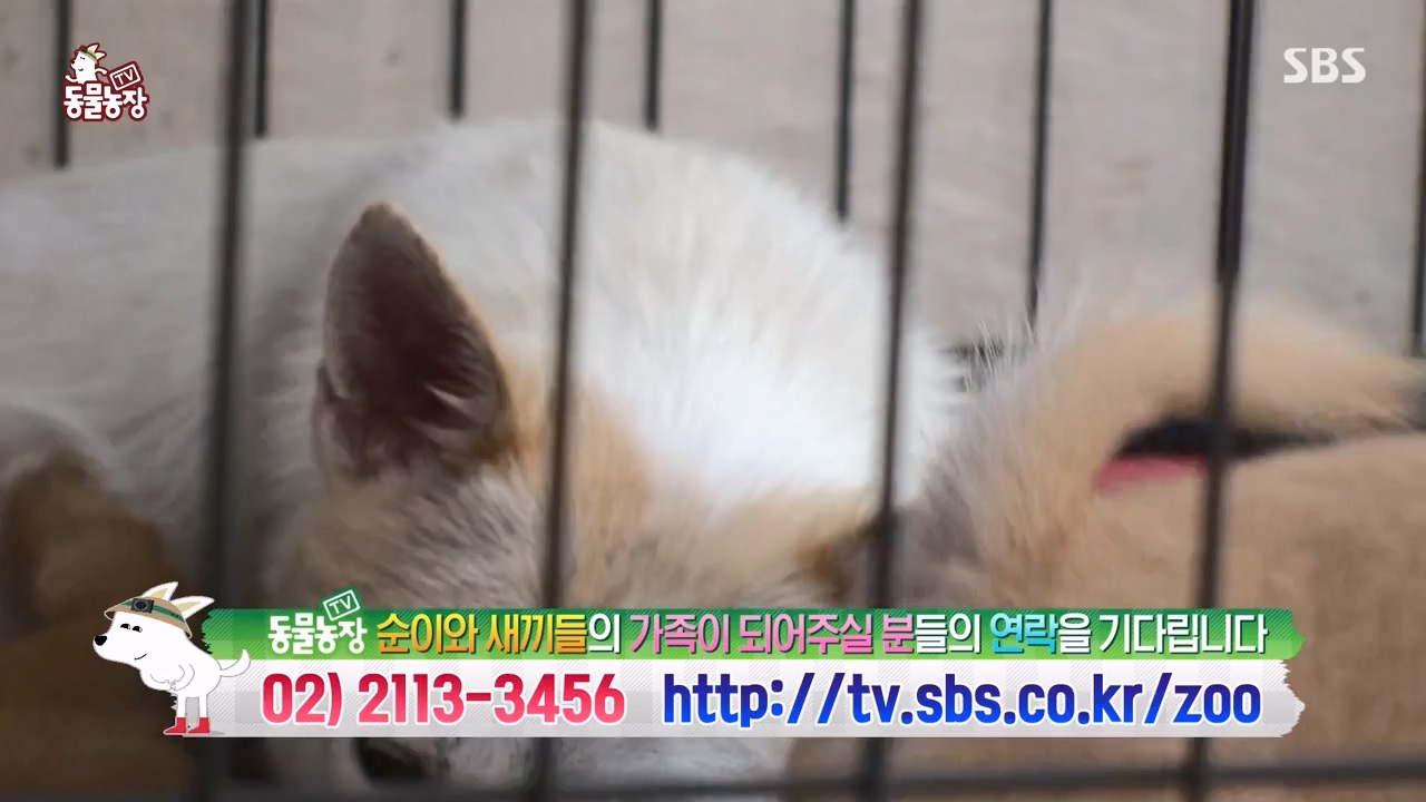 TV 동물농장.E1143.231030p-NEXT.mp4_20231029_164108.000.jpg