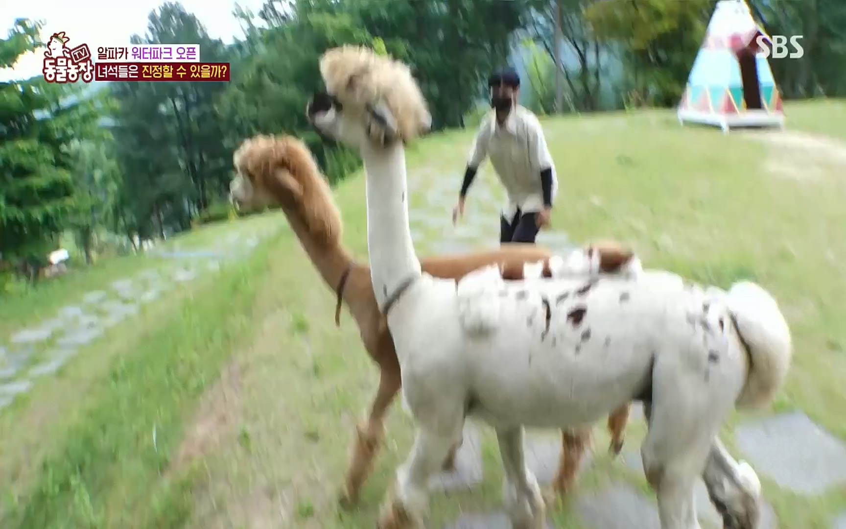 TV 동물농장.E1078.220717p.H264-F1RST.mp4_20220717_151153.496.jpg