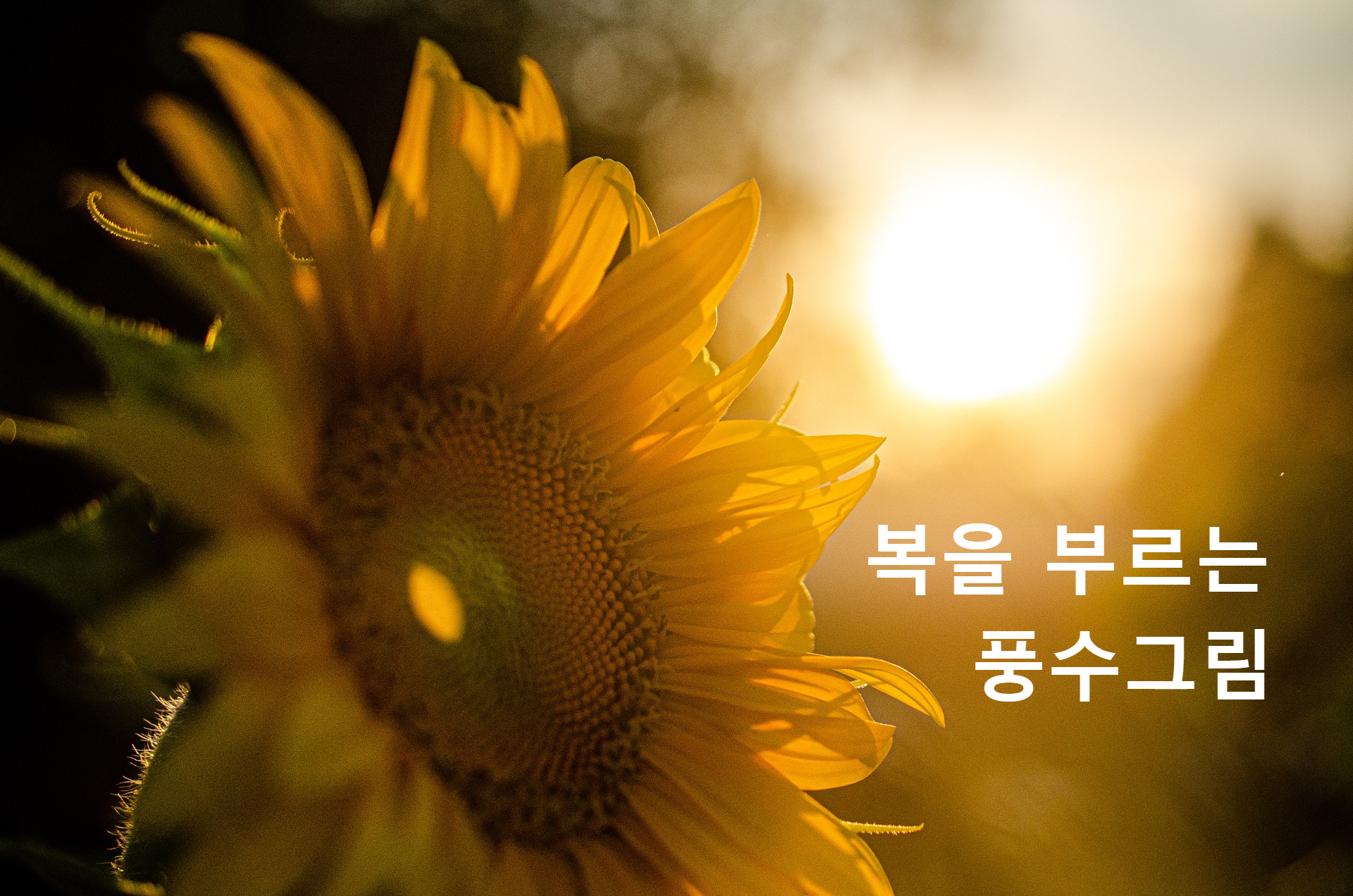  행운의 풍수지리 그림, 해바라기 그림 외에 어떤 종류가 있을까?