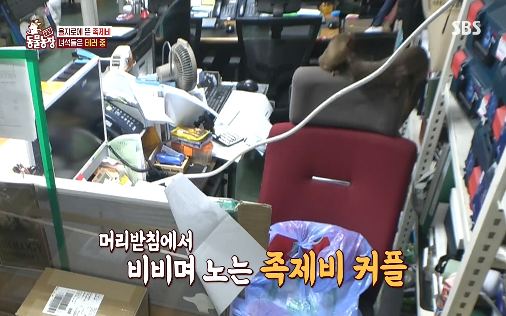 TV 동물농장.E1088.220925p.H264-F1RST.mp4_20220925_174359.725.jpg