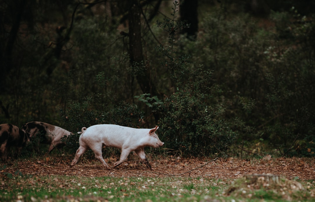 Pig