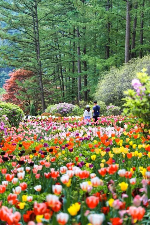 2025 봄꽃페스타 아침고요수목원에서 만나는 봄의 향연 완벽 체험기_2
