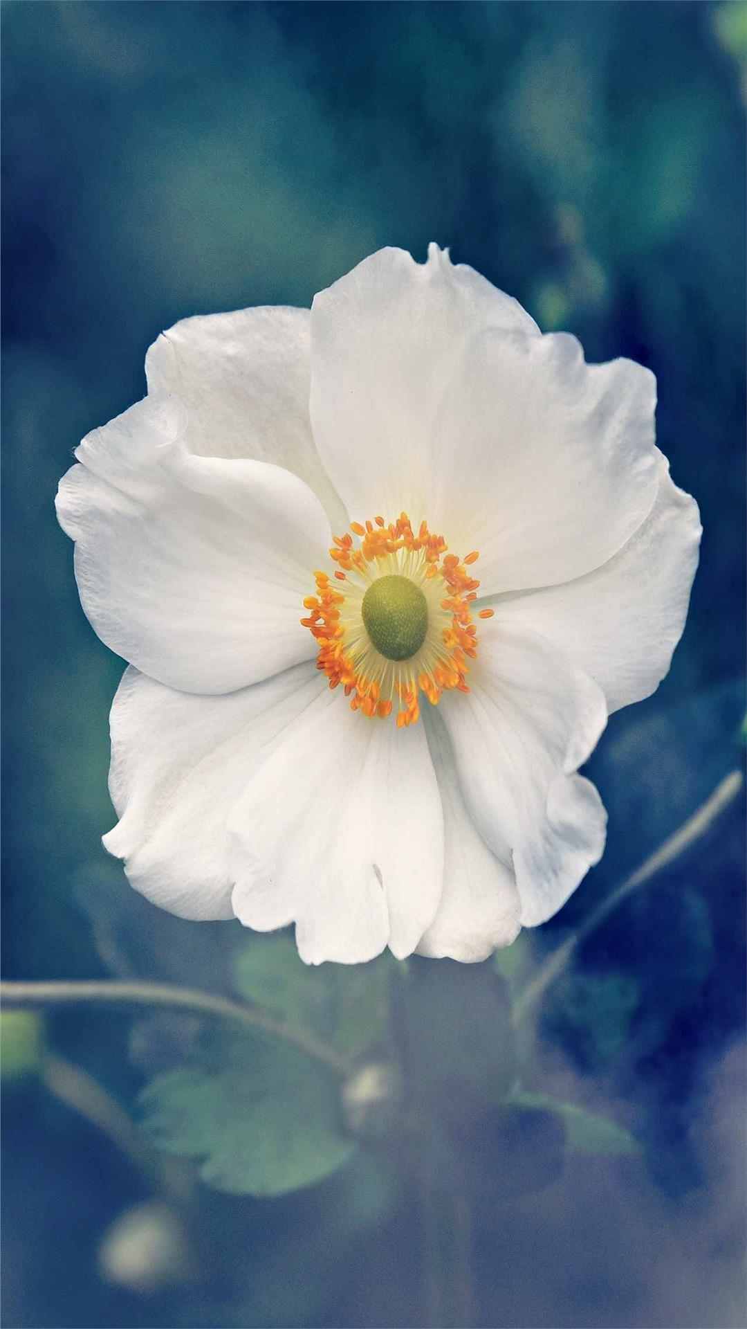 Anemone Flower iPhone Wallpaper