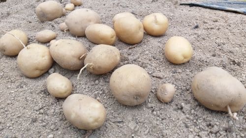 감자재배-감자수확-감자-보관방법