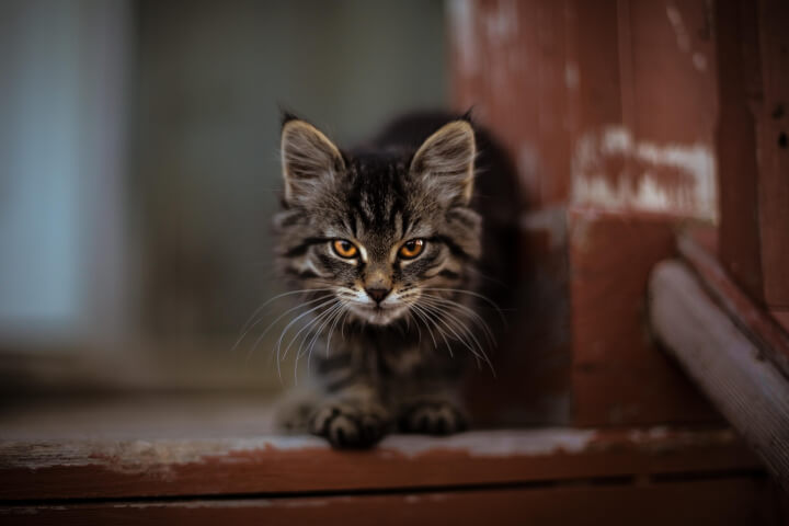 고양이가 화장실까지 따라들어오는 이유! 🐱👤 — 리멤버타이탄 □ 고양이가 화장실까지 따라들어오는 이유! 🐱👤 — 리멤버타이탄 □