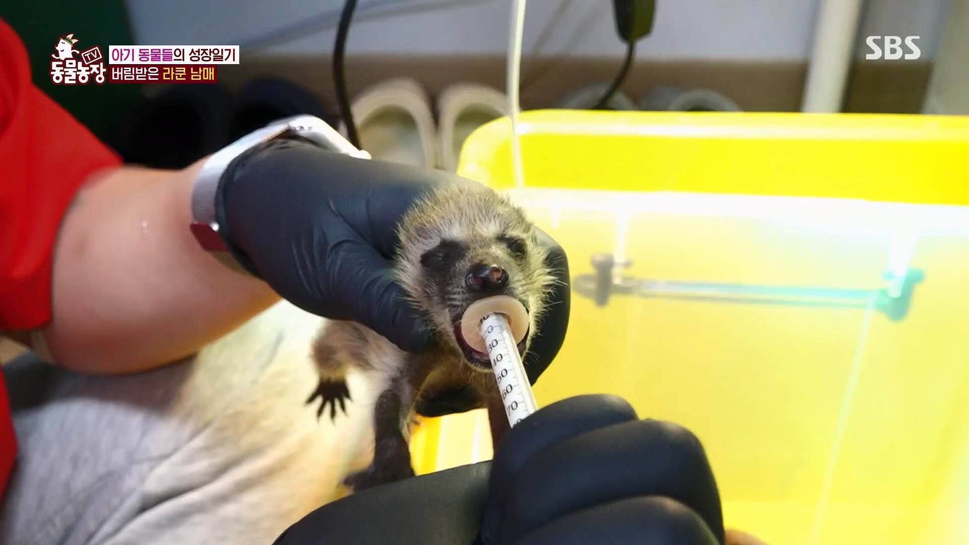 TV 동물농장.E1119.230507p.H264-F1RST.mp4_20230507_135919.192.jpg